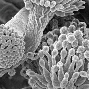 Fungi Fungi