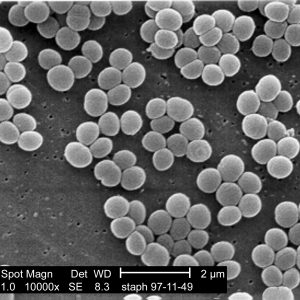 Staphylococcus Staphylococcus